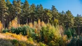 Jesienny, Mazurski las w okolicach Pieczarek - zdjęcie 4