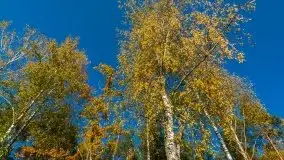 Jesienny, Mazurski las w okolicach Pieczarek - zdjęcie 9