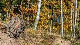 Jesienny, Mazurski las w okolicach Pieczarek - zdjęcie 11