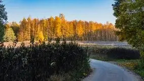 Jesienny, Mazurski las w okolicach Pieczarek - zdjęcie 26