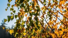 Jesienny, Mazurski las w okolicach Pieczarek - zdjęcie 17