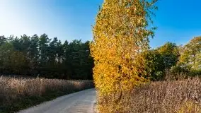 Jesienny, Mazurski las w okolicach Pieczarek - zdjęcie 31