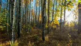 Jesienny, Mazurski las w okolicach Pieczarek - zdjęcie 20