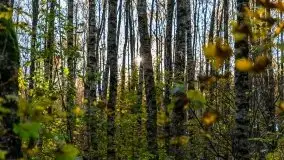 Jesienny, Mazurski las w okolicach Pieczarek - zdjęcie 38