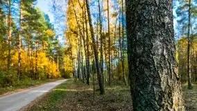 Jesienny, Mazurski las w okolicach Pieczarek - zdjęcie 45