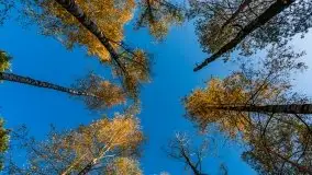 Jesienny, Mazurski las w okolicach Pieczarek - zdjęcie 21