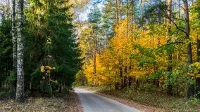 Jesienny, Mazurski las w okolicach Pieczarek - zdjęcie 39