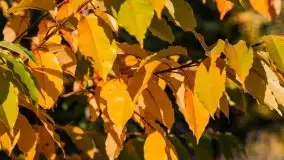 Jesienny, Mazurski las w okolicach Pieczarek - zdjęcie 49