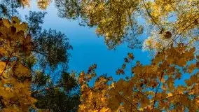 Jesienny, Mazurski las w okolicach Pieczarek - zdjęcie 28