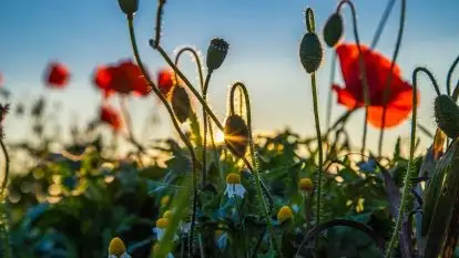 Zachód słońca niedaleko Lipowego Dworu