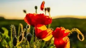 Zachód słońca niedaleko Lipowego Dworu - zdjęcie 12