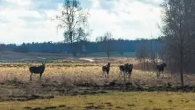 Zwierzęta złapane na Mazurach na początku 2020 roku - zdjęcie 17