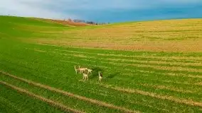 Mazurskie sarny złapane z lotu ptaka, listopad 2020 r. - zdjęcie 9