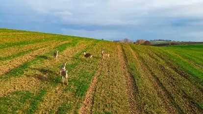 Mazurskie sarny złapane z lotu ptaka, listopad 2020 r.