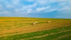 Mazurskie sarny złapane z lotu ptaka, listopad 2020 r. - zdjęcie 14