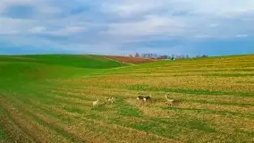 Mazurskie sarny złapane z lotu ptaka, listopad 2020 r. - zdjęcie 21