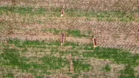 Mazurskie sarny złapane z lotu ptaka, listopad 2020 r. - zdjęcie 10