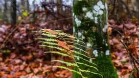 Las miejski w Giżycku, listopad 2020 r. - zdjęcie 38