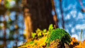 Jesienne Mazury, okolice jezior Niegocin i wojnowo - zdjęcie 32