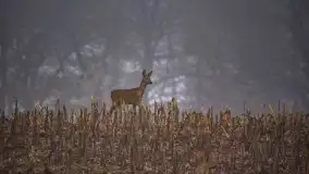 Jesienne Mazury na zdjęciach Staszka Sielewicza - zdjęcie 26