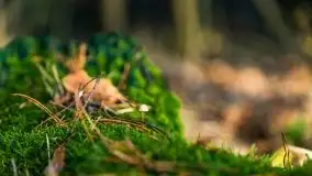 Leśne klimaty w okolicach Wydmin - zdjęcie 14