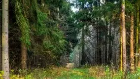 Leśne klimaty w okolicach Wydmin - zdjęcie 26