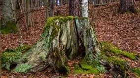 Krutynia i Nowy Mostek w grudniowych zdjęciach - zdjęcie 47