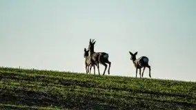 Grudniowe Mazury na zdjęciach Stanisława Sielewicza - zdjęcie 19
