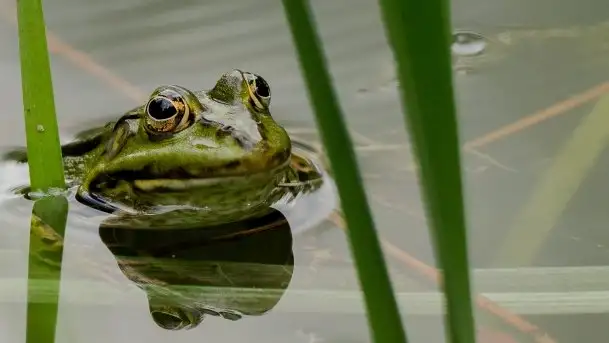 Mazurska flora i fauna na zdjęciach Jana Olchówki 2020 - zdjęcie 9