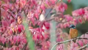 Mazurska flora i fauna na zdjęciach Jana Olchówki 2020 - zdjęcie 4