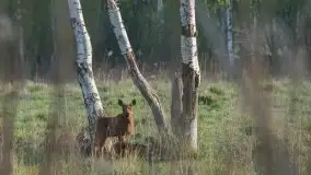 Mazurska flora i fauna na zdjęciach Jana Olchówki 2020 - zdjęcie 28