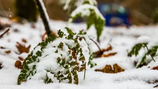 Zimowe i pochmurne kolory Mazur w okolicach Kruklanek - zdjęcie 2