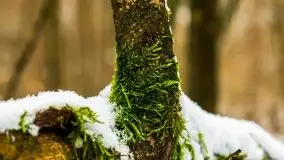 Zimowe i pochmurne kolory Mazur w okolicach Kruklanek - zdjęcie 25