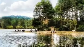 Przedwojenne i pokolorowane zdjęcia Rucianego Nidy (Rudczanny, Niedersee) - zdjęcie 60