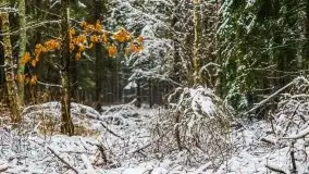 Zimowa szarówka w okolicach Kruklina, Gawlika Małego i Wydmin - zdjęcie 23