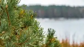 Zima nad jeziorem Wesołek, okolice Rucianej Nidy - zdjęcie 53