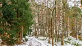 Zima nad jeziorem Wesołek, okolice Rucianej Nidy - zdjęcie 38