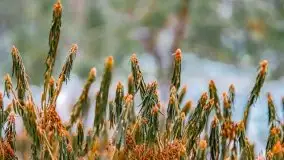 Zima nad jeziorem Wesołek, okolice Rucianej Nidy - zdjęcie 34