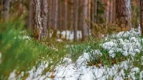 Zima nad jeziorem Wesołek, okolice Rucianej Nidy - zdjęcie 58