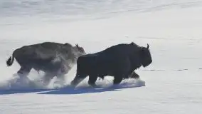 Mazurskie zwierzęta i pełnia zimy na zdjęciach Jana Olchówki - zdjęcie 6