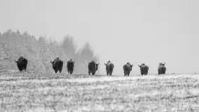 Mazurskie zwierzęta i pełnia zimy na zdjęciach Jana Olchówki - zdjęcie 15