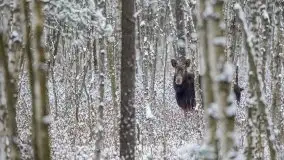 Mazurskie zwierzęta i pełnia zimy na zdjęciach Jana Olchówki - zdjęcie 26