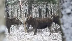 Mazurskie zwierzęta i pełnia zimy na zdjęciach Jana Olchówki - zdjęcie 13