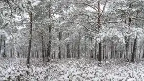 Mazurskie zwierzęta i pełnia zimy na zdjęciach Jana Olchówki - zdjęcie 16