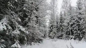 Mazurskie zwierzęta i pełnia zimy na zdjęciach Jana Olchówki - zdjęcie 35