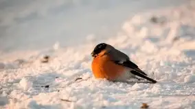 Mazurska zima na zdjęciach Staszka Sielewicza - zdjęcie 29