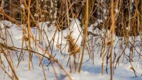 Kolejna dawka pięknej, mazurskiej zimy przy jez. Dargin - zdjęcie 36