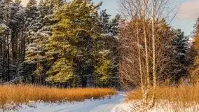 Kolejna dawka pięknej, mazurskiej zimy przy jez. Dargin - zdjęcie 32