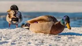 Mikołajki w zimowej scenerii, luty 2021 r. - zdjęcie 49