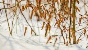 Śluza w Leśniewie Górnym w zimowej szacie, luty 2021 - zdjęcie 30